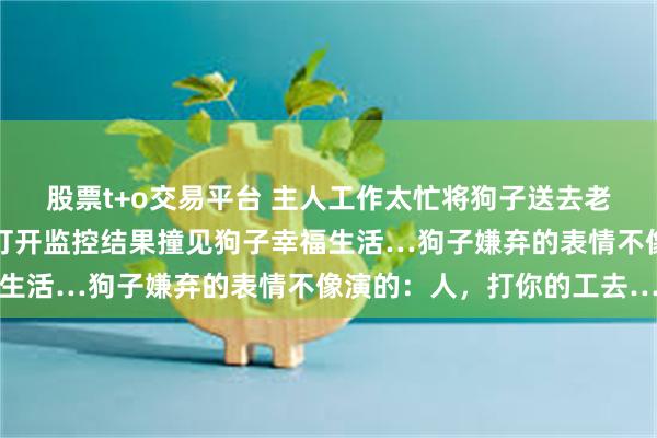 股票t+o交易平台 主人工作太忙将狗子送去老妈家照顾,中途后悔了打开监控结果撞见狗子幸福生活…狗子嫌弃的表情不像演的:人,打你的工去…